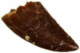 Serrated, Raptor Tooth - Real Dinosaur Tooth #296746-1